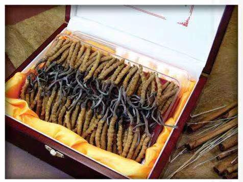 湟源冬虫夏草回收